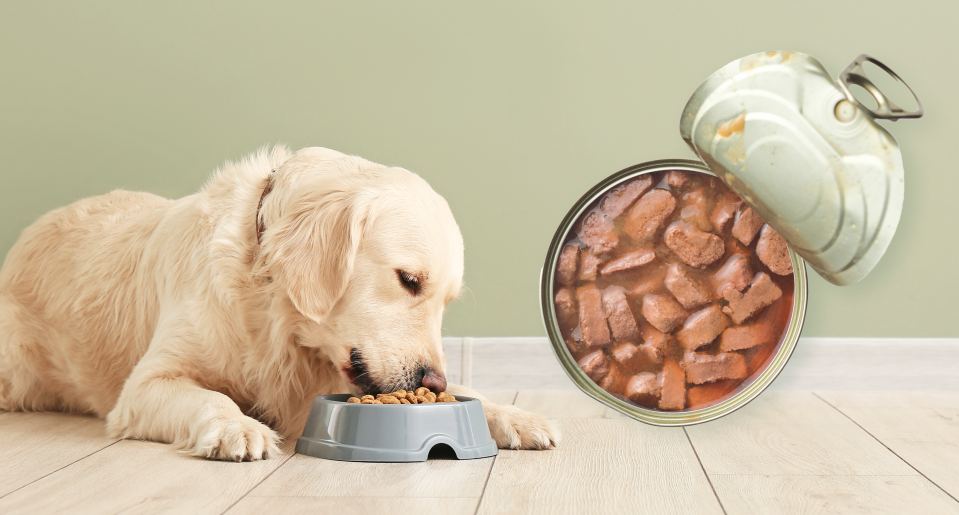 10 Best Wet Dog Foods