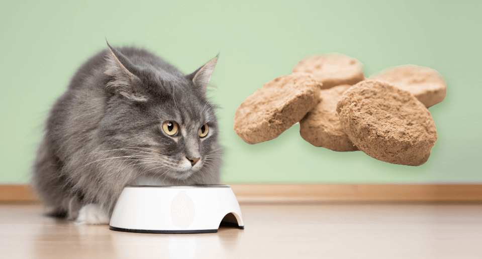 10 Best Freeze-Dried Cat Foods