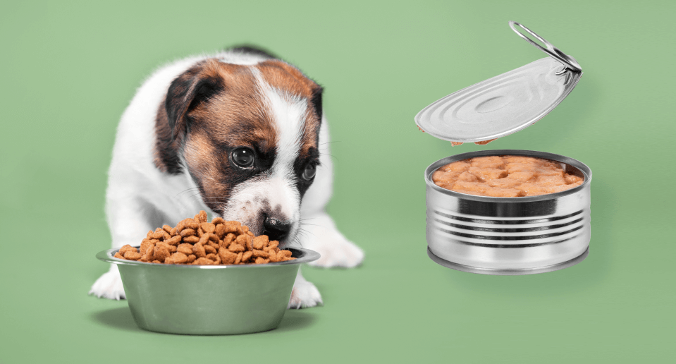 10 Best Puppy Dog Foods